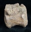 Edmontosaurus Vertebra - South Dakota #11831-2